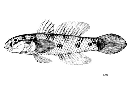 Image of Dog-toothed goby