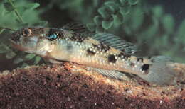 Image of Dog-toothed goby
