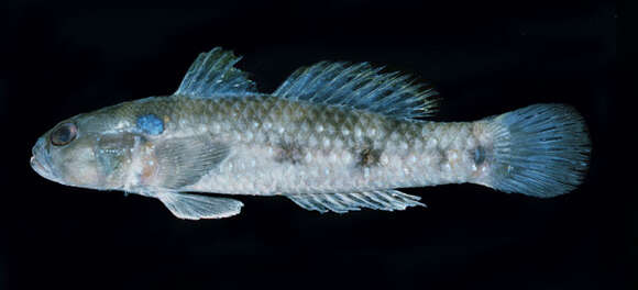 Image of Dog-toothed goby