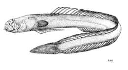 Image of Taenioides