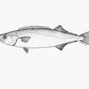 Image of White snake mackerel