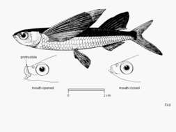 Image of African flyingfish