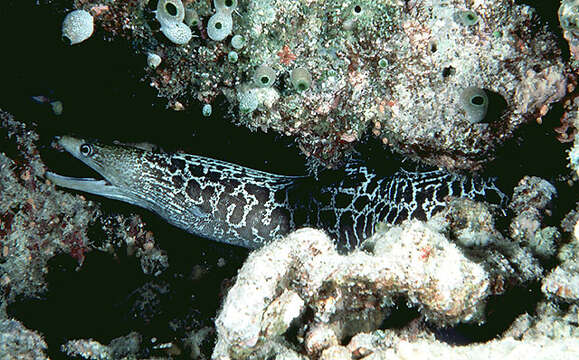 Image of Undulated moray