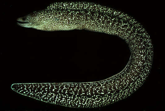 Image of Undulated moray