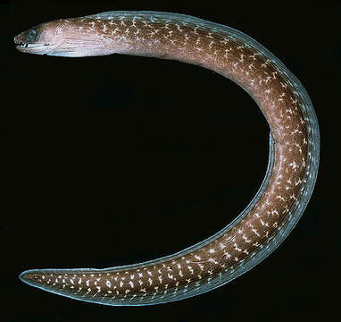 Image of Undulated moray