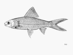 Image of Mud Carp