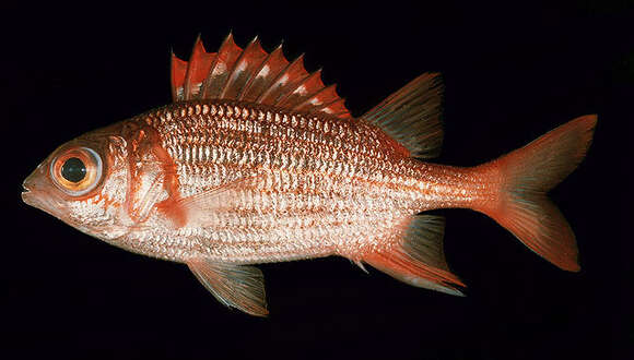 Image of Peppered Squirrelfish
