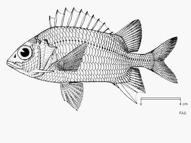 Слика од Sargocentron caudimaculatum (Rüppell 1838)