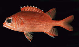 Image of Blue Lined Squirrelfish