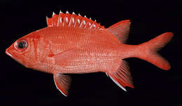 Image of Blue Lined Squirrelfish