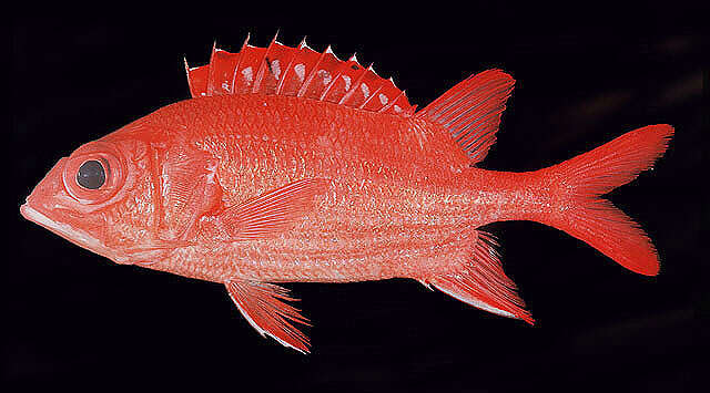 Image of Blue Lined Squirrelfish