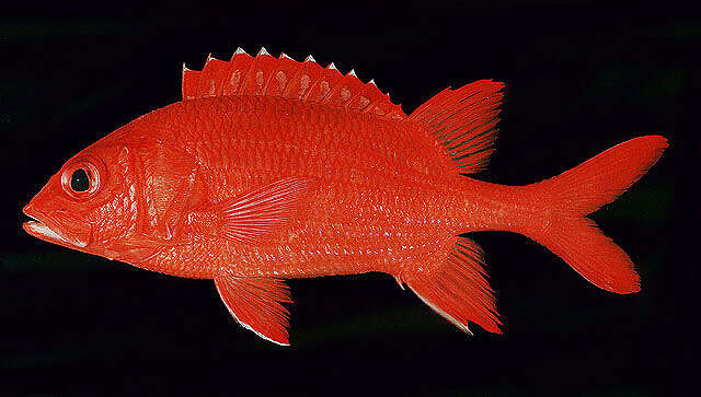 Image of Blue Lined Squirrelfish