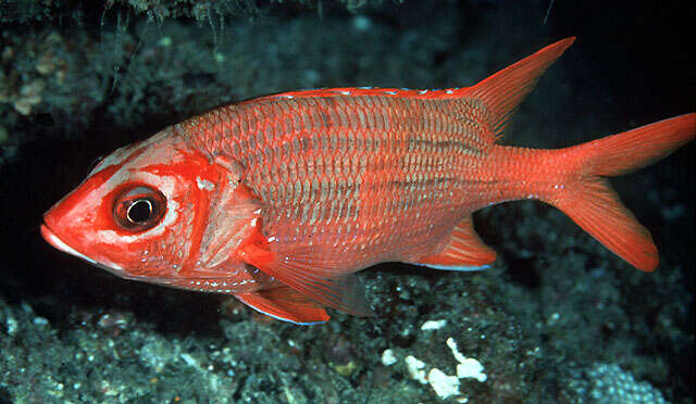 Image of Blue Lined Squirrelfish