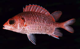 Image of Violet squirrelfish