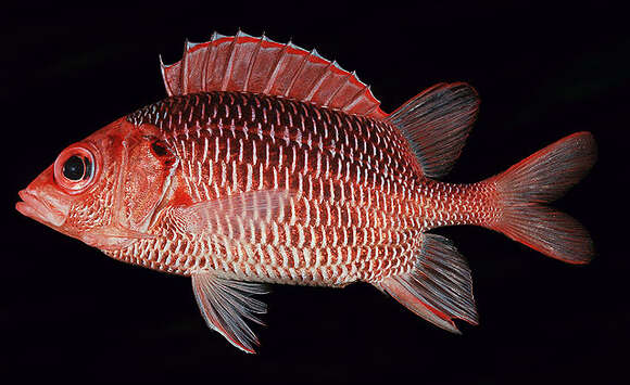 Image of Violet squirrelfish