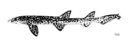 Image of New Caledonia Catshark