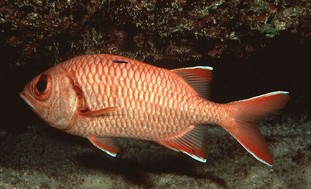 Image of Bigscale Soldierfish