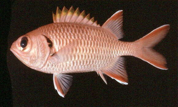 Image of Bigscale Soldierfish