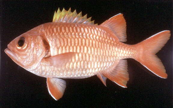 Image of Bigscale Soldierfish