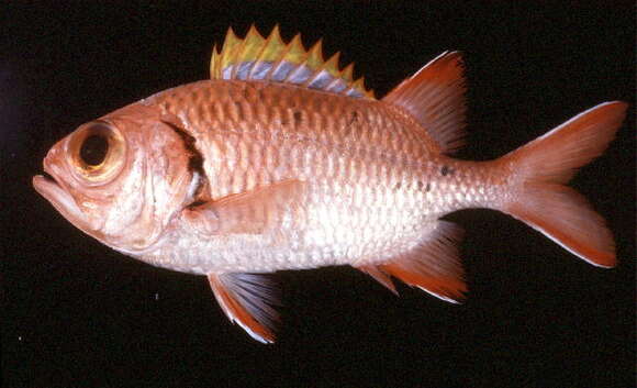 Image of Bigscale Soldierfish