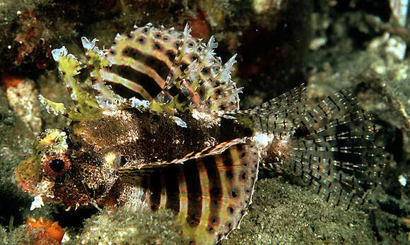 Image of Dwarf lionfish