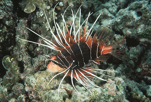 Image of Radial firefish