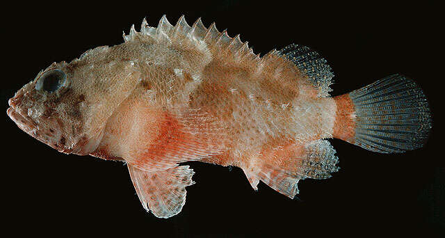 Image of Coral scorpionfish