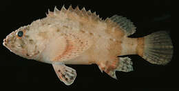 Image of Coral scorpionfish