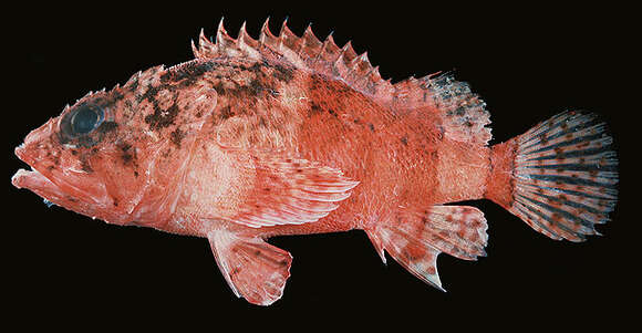 Image of Coral scorpionfish