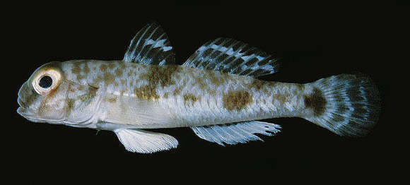 Image of Goby