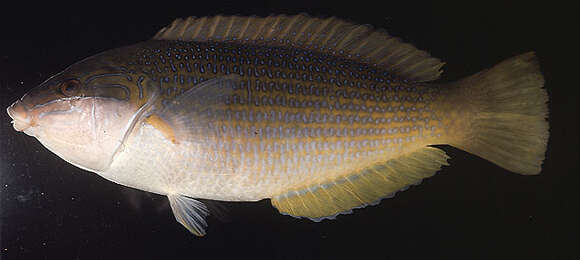 Image of Elegant Wrasse