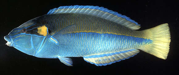 Image of Elegant Wrasse