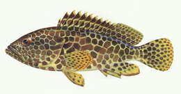 Image of Dwarf-spotted Grouper