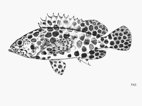 Image of Dwarf-spotted Grouper