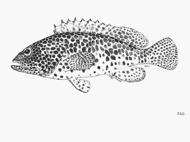 Image of Dwarf-spotted Grouper