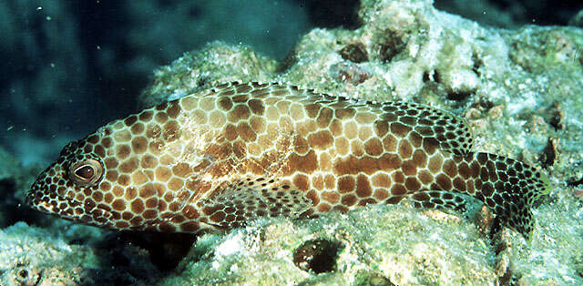 Image of Dwarf-spotted Grouper