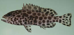 Image of Dwarf-spotted Grouper