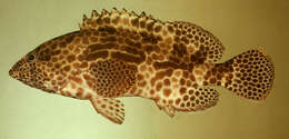 Image of Dwarf-spotted Grouper