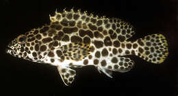 Image of Dwarf-spotted Grouper