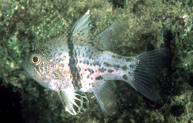 Image of Orbiculate Cardinalfish