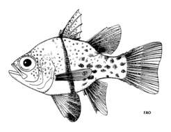 Image of Orbiculate Cardinalfish