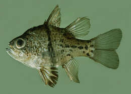 Image of Orbiculate Cardinalfish