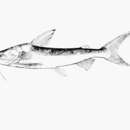 Image of Marine catfish