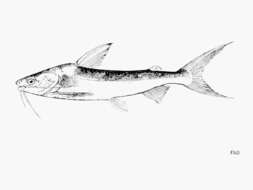 Image of Marine catfish