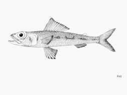Image of Guinean flagfin