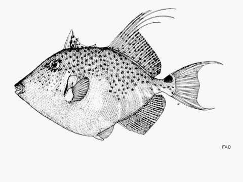 Image of Bluespotted Triggerfish