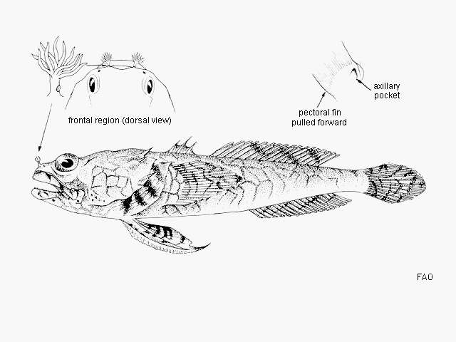 Слика од Perulibatrachus elminensis (Bleeker 1863)