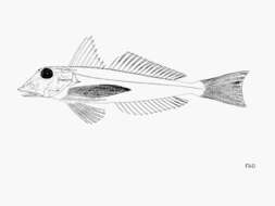 Image of Gabon gurnard