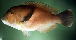 Image of Scarbreast Tuskfin