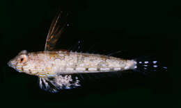Слика од Callionymus pleurostictus Fricke 1982